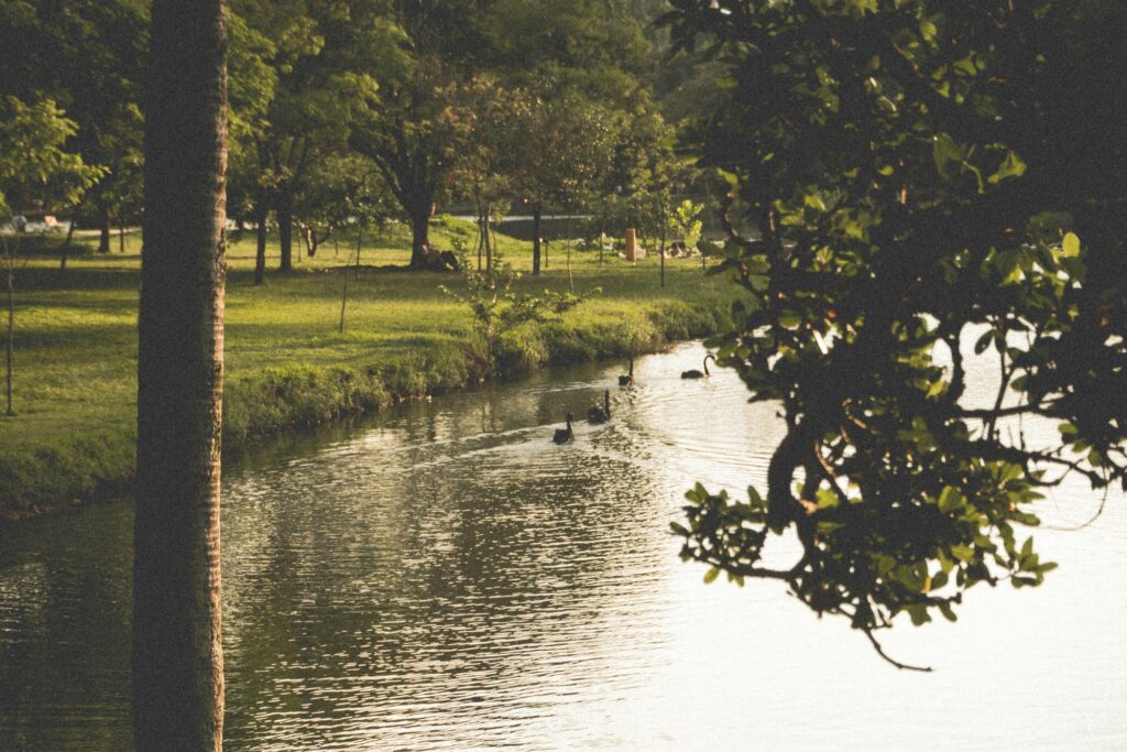 A lake with swans in the concept of parks and green spaces in Surbiton.