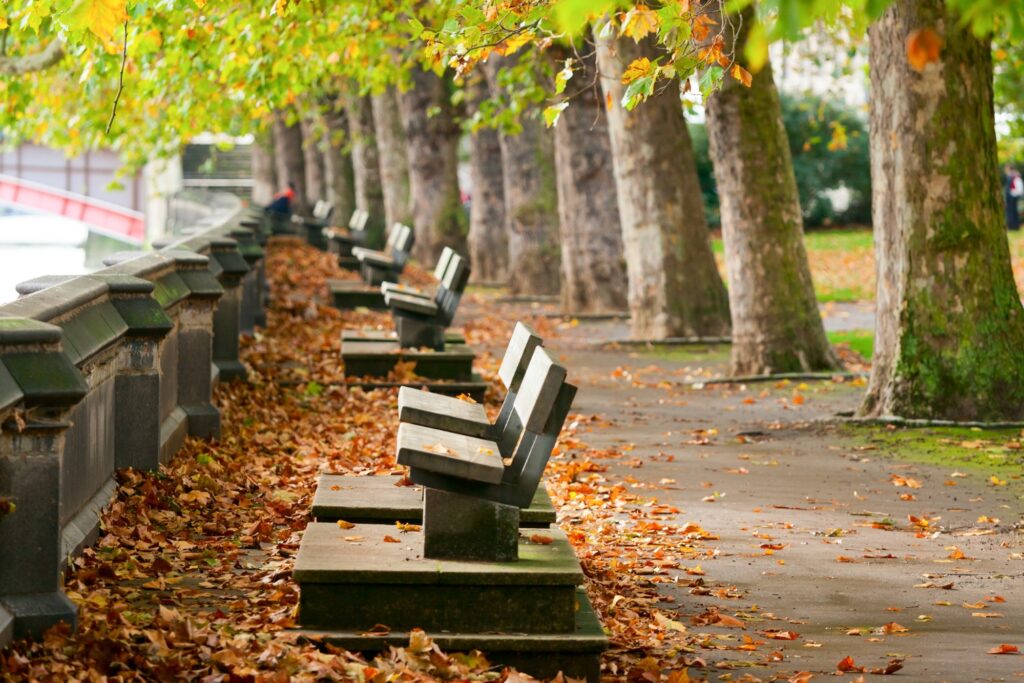 Benches along the River Thames in autumn